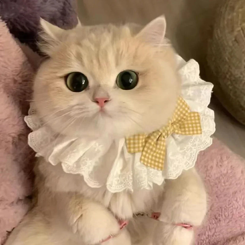 Pet Clothing