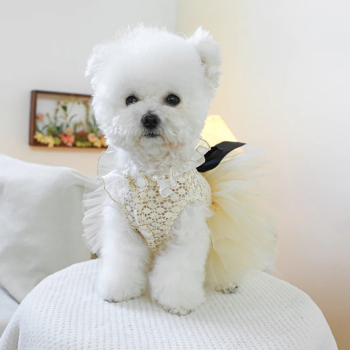 Luxury Pearl Lace Pet Wedding Dress – Coco Style Tutu for Small Dogs & Cats