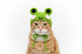 Cute Pet Beanie for Cats & Small Dogs – Winter Hat for Photos & Parties