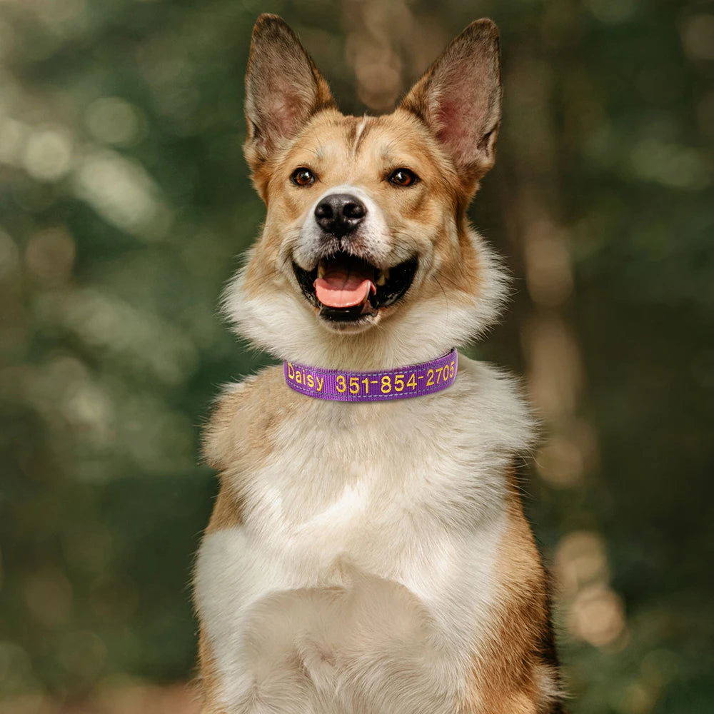 Personalized Embroidered Reflective Dog & Cat Collar – Custom Name & Phone ID