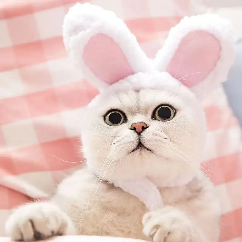 Cute Bear & Bunny Hooded Pet Hat – Soft Velvet Winter Costume for Cats & Dogs
