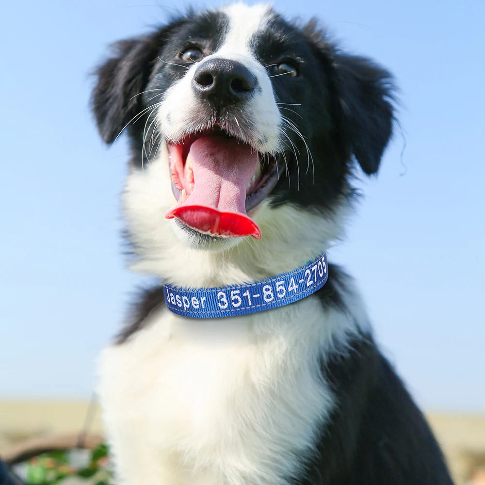 Personalized Embroidered Reflective Dog & Cat Collar – Custom Name & Phone ID