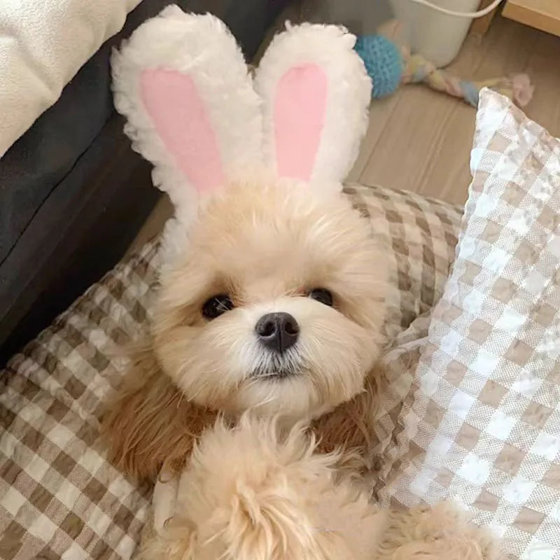 Cute Bear & Bunny Hooded Pet Hat – Soft Velvet Winter Costume for Cats & Dogs