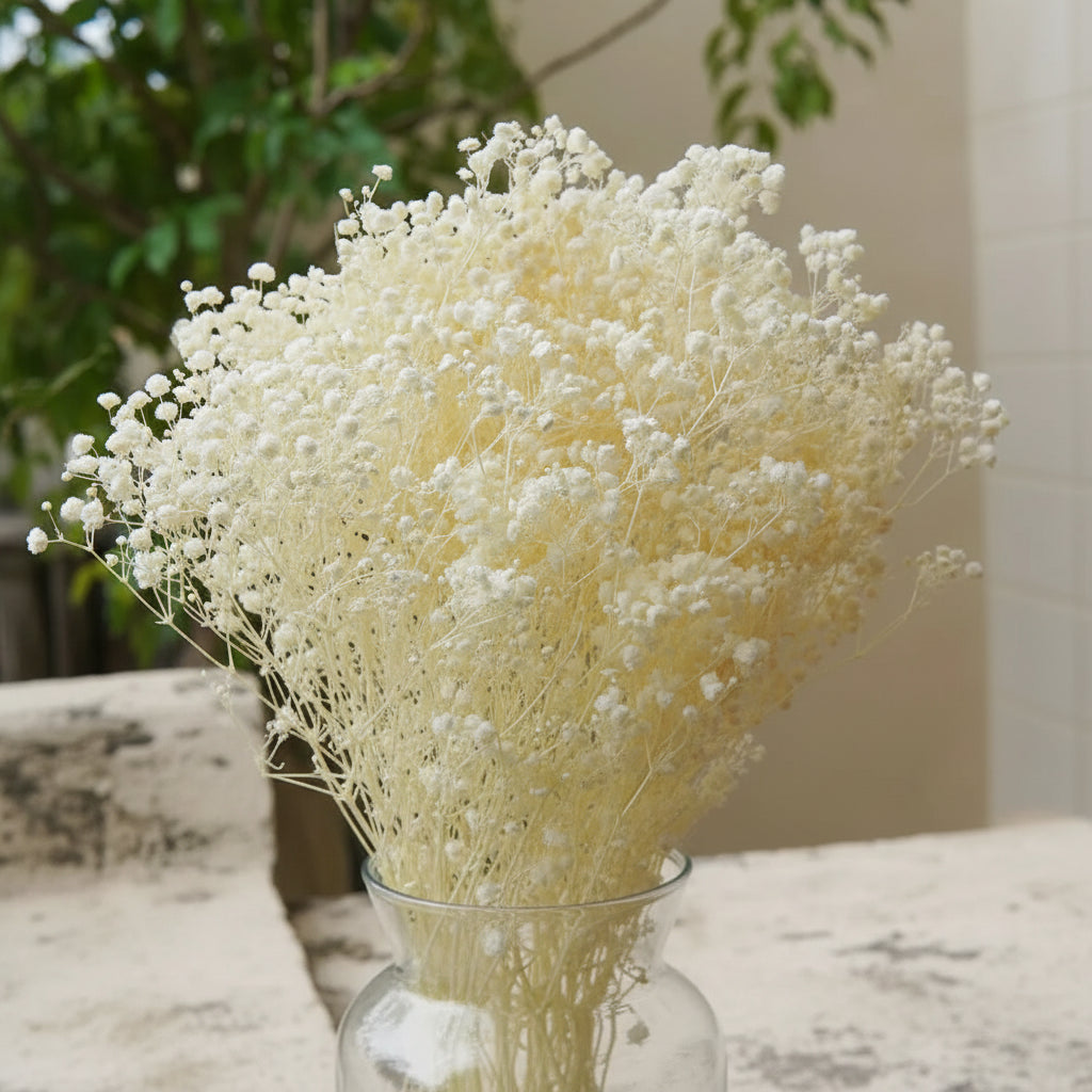 Natural Preserved Dried Baby’s Breath Flowers – Decorative Gypsophila Bouquet