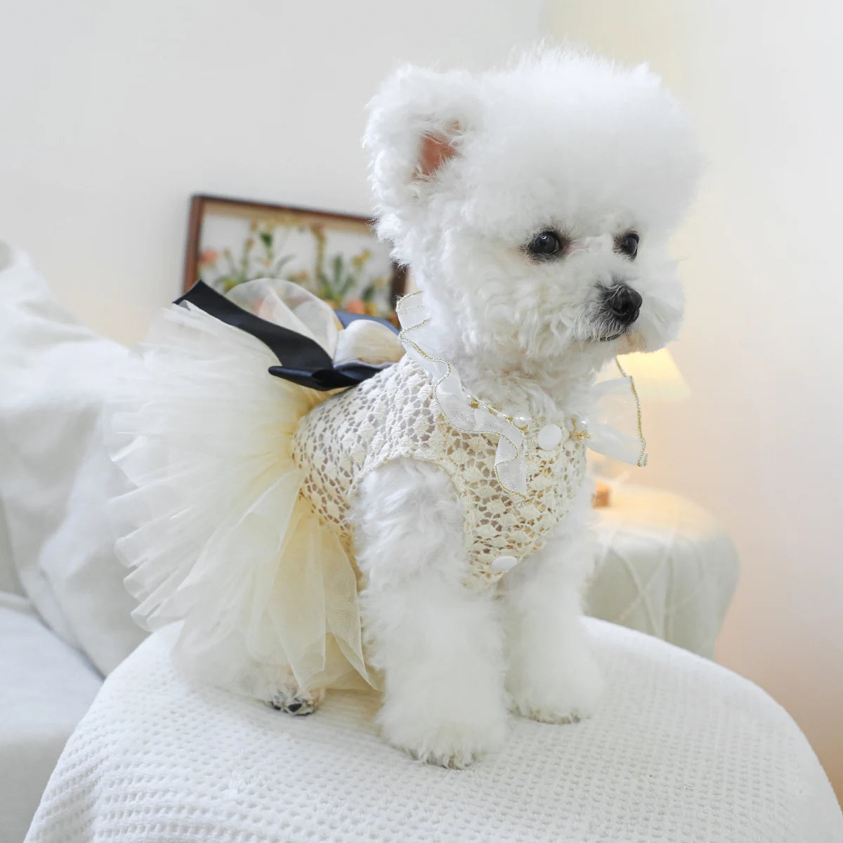 Luxury Pearl Lace Pet Wedding Dress – Coco Style Tutu for Small Dogs & Cats