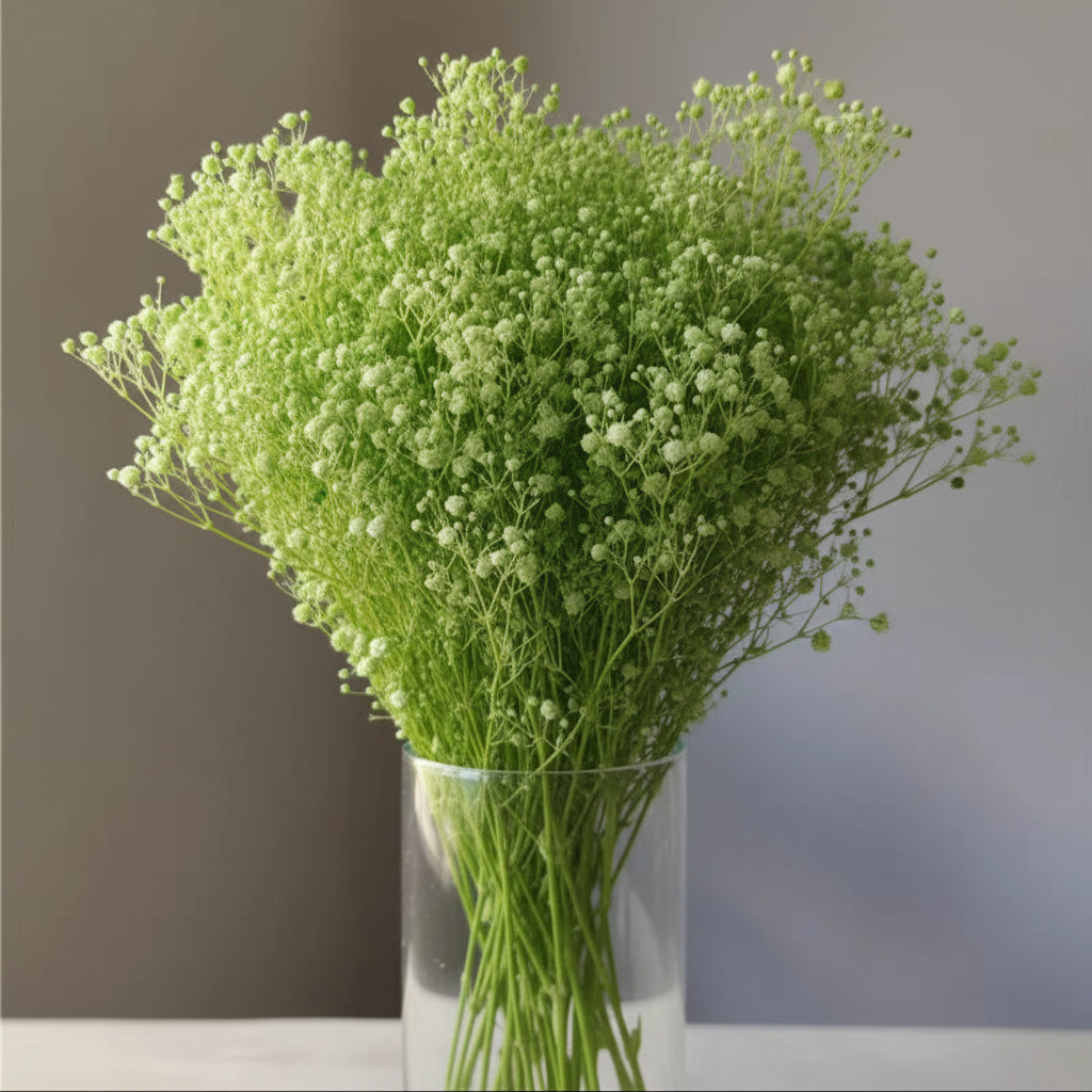 Natural Preserved Dried Baby’s Breath Flowers – Decorative Gypsophila Bouquet
